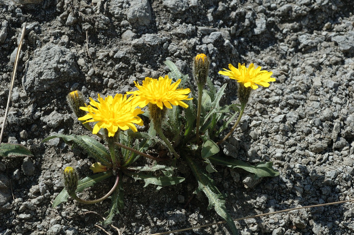 Hieracium humile